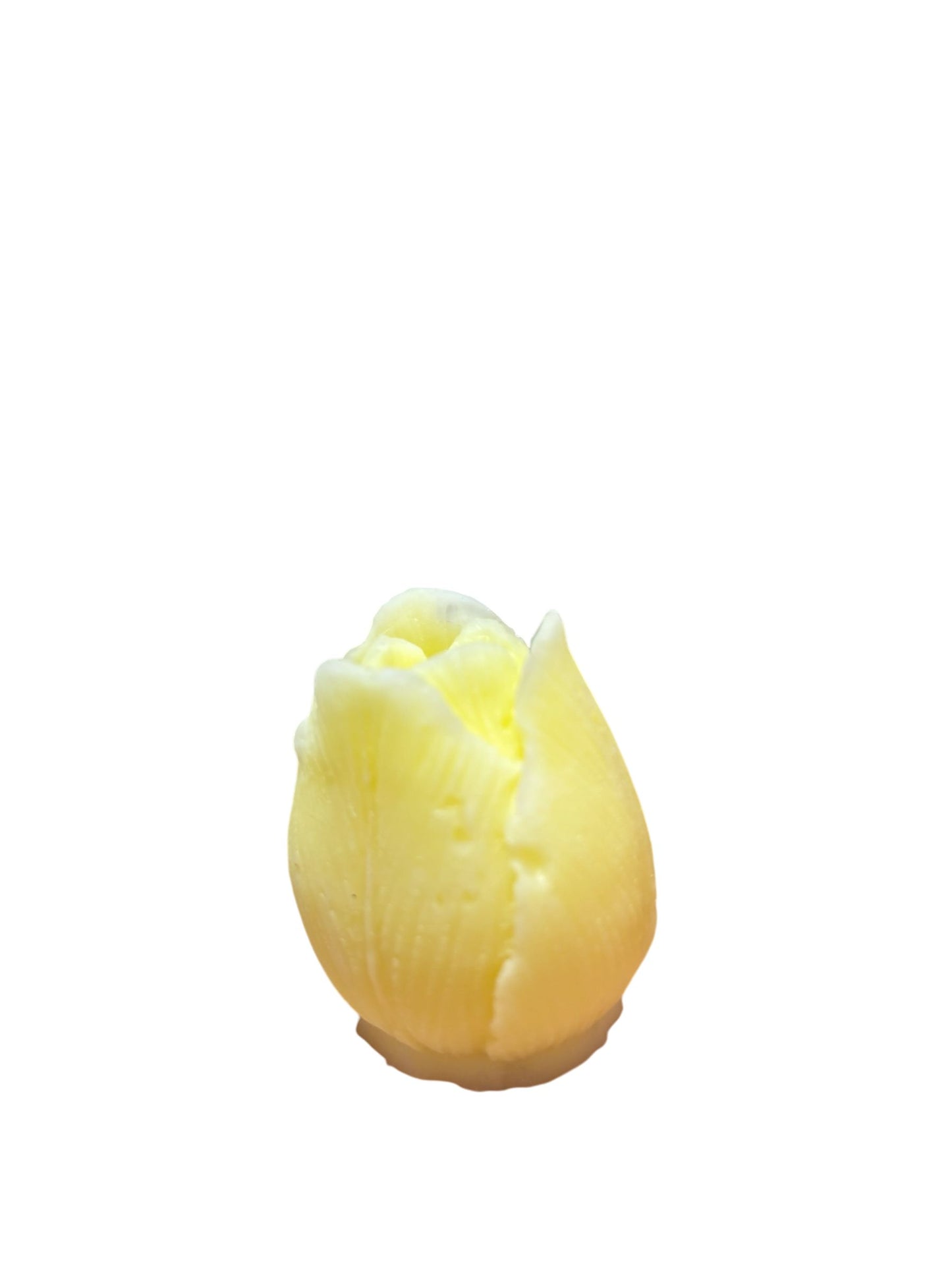 Yellow Tulip